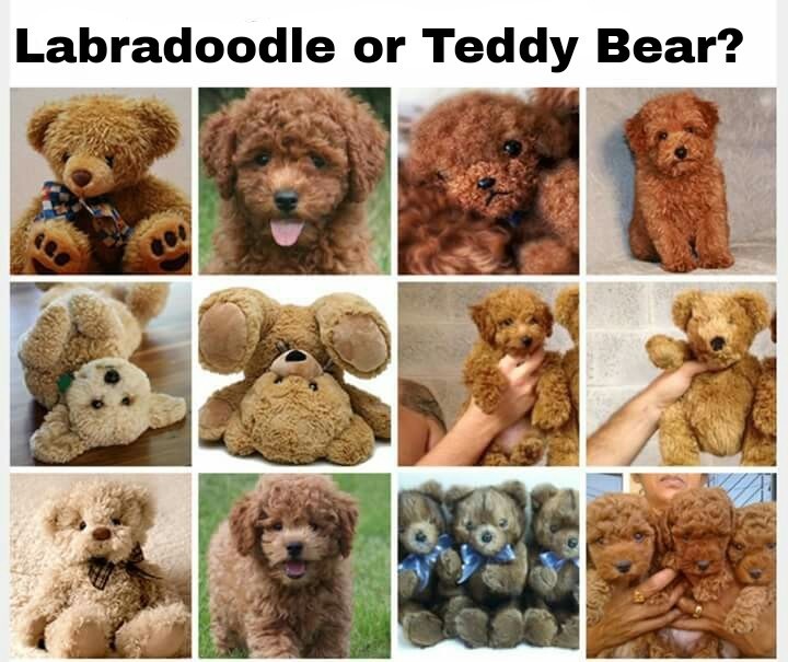 labradoodle or teddy bear.jpg